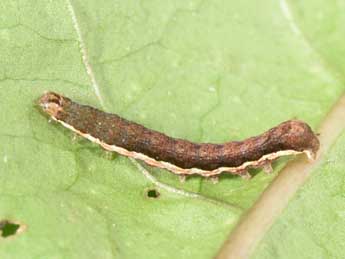  Chenille de Epilecta linogrisea D. & S. - �Philippe Mothiron