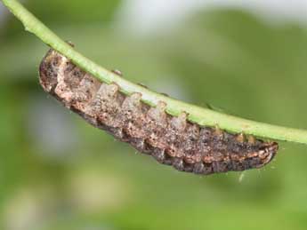  Chenille de Epilecta linogrisea D. & S. - �Philippe Mothiron