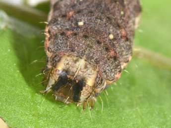  Chenille de Epilecta linogrisea D. & S. - �Philippe Mothiron