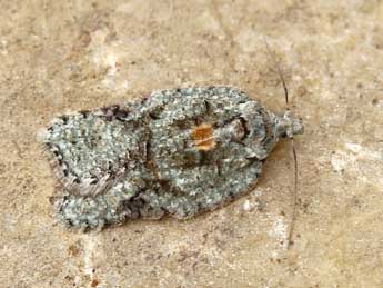 Acleris literana L. adulte - �Lionel Taurand