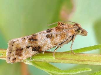 Lobesia littoralis Humph. & Westw. adulte - �Friedmar Graf