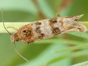 Lobesia littoralis Humph. & Westw. adulte - �Friedmar Graf