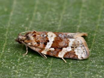 Argyrotaenia ljungiana Thnbg adulte - �Lionel Taurand