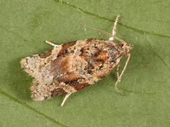 Argyrotaenia ljungiana Thnbg adulte - �Philippe Mothiron