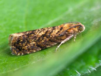 Grapholita lobarzewskii Nowicki adulte - �Patrick Clement