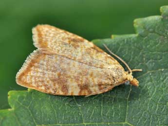 Aleimma loeflingiana L. adulte - �Lionel Taurand