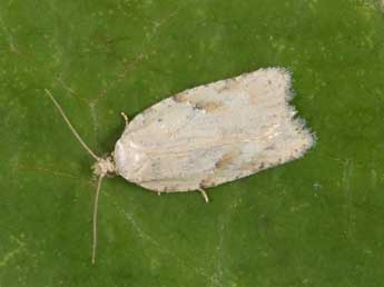 Acleris logiana Cl. adulte - �Philippe Mothiron