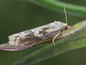 Cnephasia longana Hw. adulte - �Patrick Clement