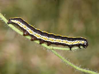  Chenille de Cucullia lucifuga D. & S. - �Philippe Mothiron