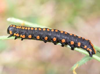  Chenille de Cucullia lucifuga D. & S. - �Philippe Mothiron