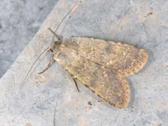 Rhyacia lucipeta D. & S. adulte - �Philippe Mothiron