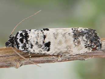 Eucosma lugubrana Tr. adulte - �Friedmar Graf