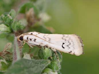 Euzophera lunulella O. G.  Costa adulte - �Lionel Taurand