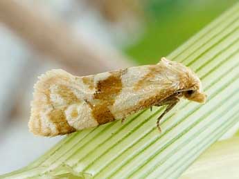 Gynnidomorpha luridana Gregs. adulte - �Friedmar Graf