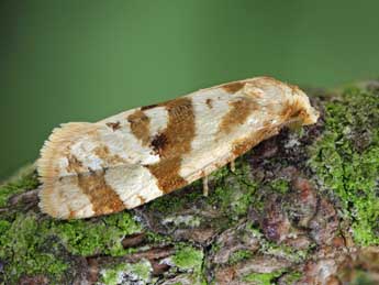 Gynnidomorpha luridana Gregs. adulte - �Patrick Clement