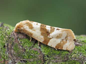 Gynnidomorpha luridana Gregs. adulte - �Patrick Clement