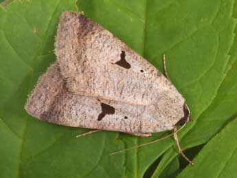 Lygephila lusoria L. adulte - �Philippe Mothiron