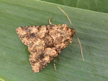 Conisania luteago D. & S. adulte - �Philippe Mothiron