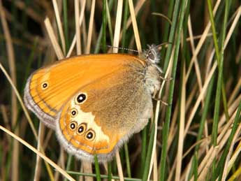 Coenonympha cephalidarwiniana Vty adulte - �Wolfgang Wagner, www.pyrgus.de