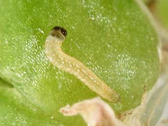  Chenille de Hysterophora maculosana Hw. - �Philippe Mothiron