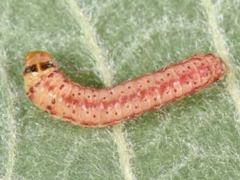  Chenille de Hysterophora maculosana Hw. - �Philippe Mothiron