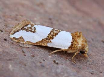 Eugnosta magnificana Rbl adulte - �Lionel Taurand