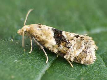 Phalonidia manniana Fisch. adulte - �Patrick Clement