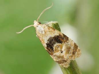 Phalonidia manniana Fisch. adulte - �Friedmar Graf