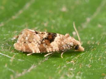 Phalonidia manniana Fisch. adulte - �Philippe Mothiron