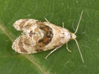 Phalonidia manniana Fisch. adulte - �Philippe Mothiron