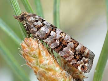 Gravitarmata margarotana Hein. adulte - �Friedmar Graf