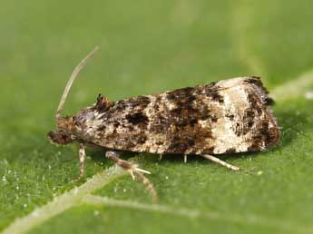 Endothenia marginana Hw. adulte - �Lionel Taurand