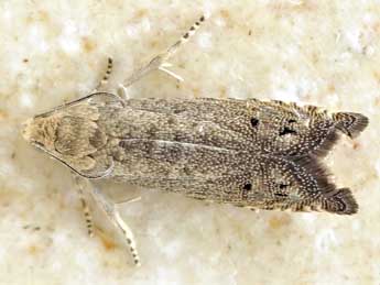 Cydia medicaginis Kuznetzov adulte - �Friedmar Graf