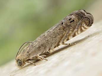 Cydia medicaginis Kuznetzov adulte - �Friedmar Graf