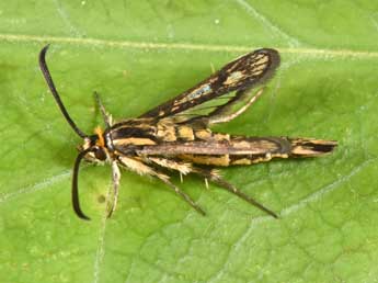 Pyropteron meriaeforme Bsdv. adulte - �Philippe Mothiron