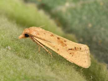 Cochylimorpha meridiana Stgr adulte - �Philippe Mothiron