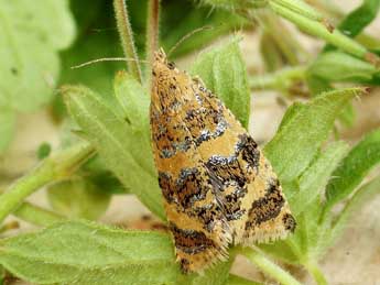 Olethreutes metallicana Hb. adulte - �Friedmar Graf