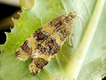 Olethreutes metallicana Hb. adulte - �Friedmar Graf