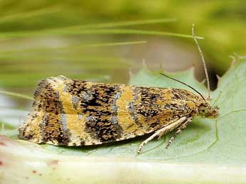 Olethreutes metallicana Hb. adulte - �Friedmar Graf