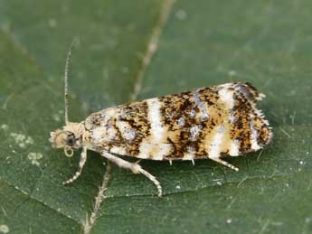 Olethreutes micana D. & S. adulte - �Lionel Taurand