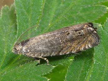 Cydia microgrammana Gn. adulte - �Heidrun Melzer