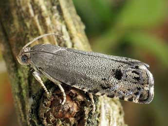 Cydia millenniana Adamcz. adulte - �Friedmar Graf