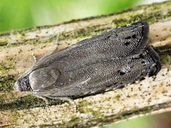 Cydia millenniana Adamcz. adulte - �Friedmar Graf