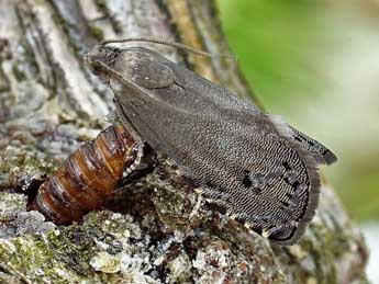 Cydia millenniana Adamcz. adulte - �Friedmar Graf