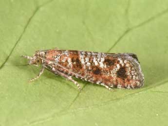 Rhyacionia miniatana Stgr adulte - �Philippe Mothiron