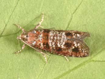 Rhyacionia miniatana Stgr adulte - �Philippe Mothiron