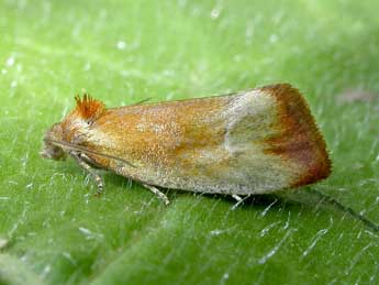 Eulia ministrana L. adulte - �Patrick Clement