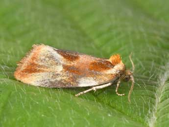 Eulia ministrana L. adulte - �Philippe Mothiron