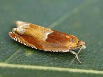 Ancylis mitterbacheriana D. & S. adulte - �Lionel Taurand