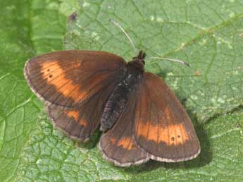 Erebia mnestra Hb. adulte - �Philippe Mothiron